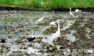 人們?yōu)槭裁匆^“生物多樣性日”呢