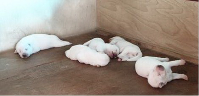 樸槿惠搬離青瓦臺惹怒動物保護人士？9只珍島犬將被轉(zhuǎn)讓