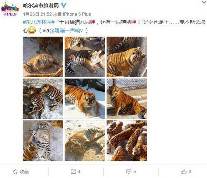 東北虎胖成氣球 網友：好歹也是王能不能長點心!