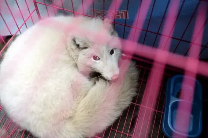 重慶“一個人的動物園”已停業整頓 私人動物園靠什么維系?