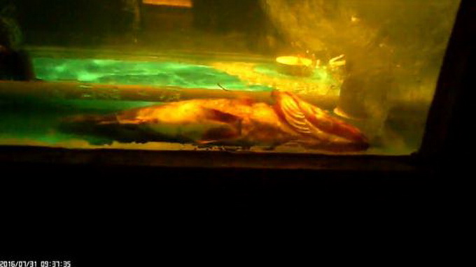 俏江南回應(yīng)黑廚房 炒菜鍋洗拖死魚(yú)當(dāng)活魚(yú)官方回應(yīng)令人失望