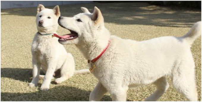 樸槿惠搬離青瓦臺惹怒動物保護人士？9只珍島犬將被轉(zhuǎn)讓