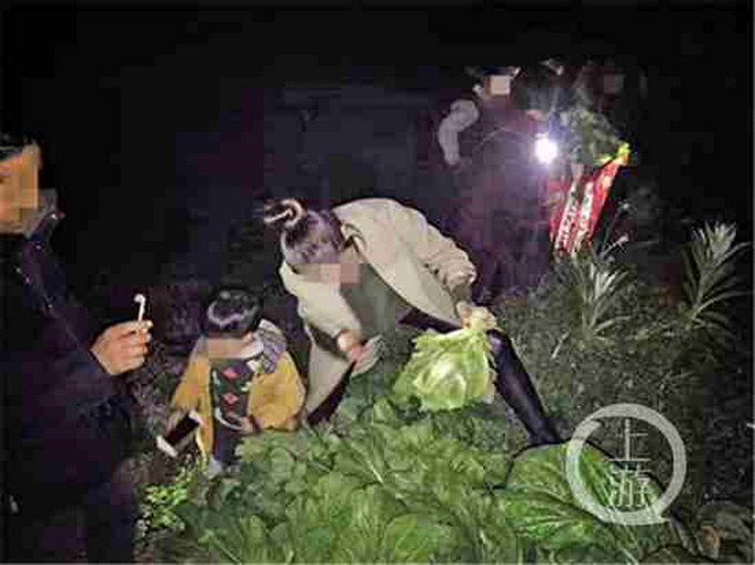 偷青民俗變偷菜 裝了滿滿一車給菜農造成極大的損失