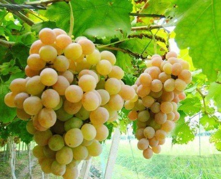 江西傳言食用葡萄致癌 農業局抽檢辟謠