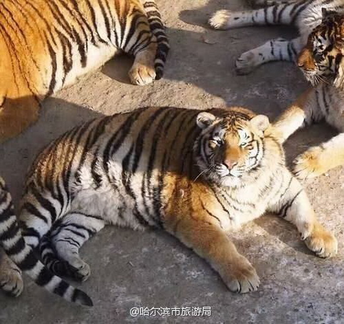 東北虎胖成氣球 網友：好歹也是王能不能長點心!