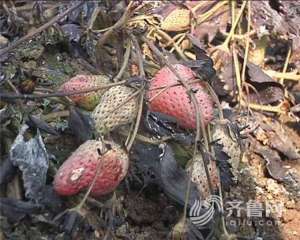 孔明燈引燃大棚：種植戶損失40多萬 網友：種植戶給大棚投保了嗎？