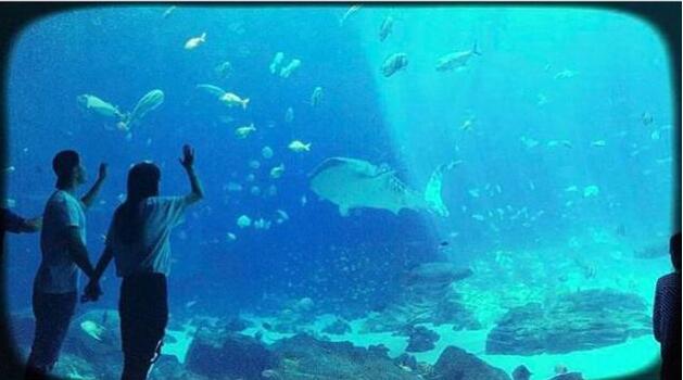 黃曉明Baby情侶裝逛水族館 十指緊扣超甜蜜