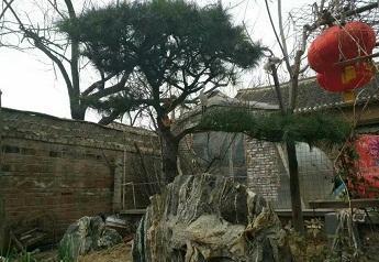“大衣哥”的小院滿園春色 網友依然吐槽太邋遢