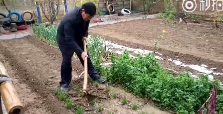 “大衣哥”的小院滿園春色 網友依然吐槽太邋遢