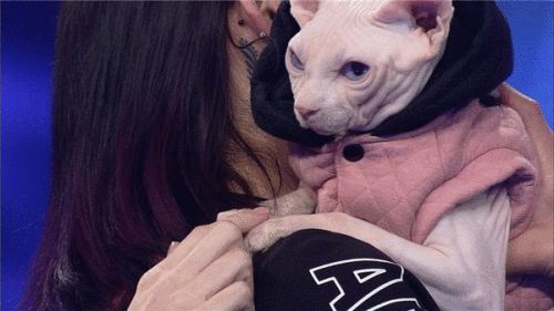 《群英會》領養代替購買 神奇的動物身懷絕技