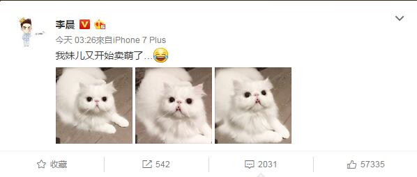 扎心了！李晨深夜曬范冰冰愛貓 網友卻說“它比你白”