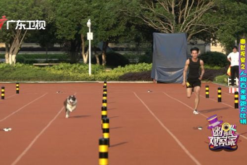 《幽默觀察家》運動員PK寵物犬 百米賽跑誰將獲勝