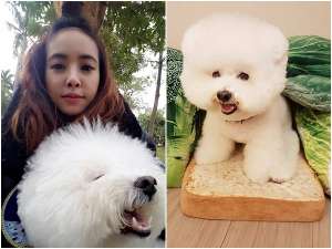 玩上癮？蔡依林再次將愛犬扮成三明治超萌