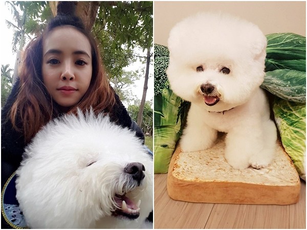 玩上癮？蔡依林再次將愛犬扮成三明治超萌