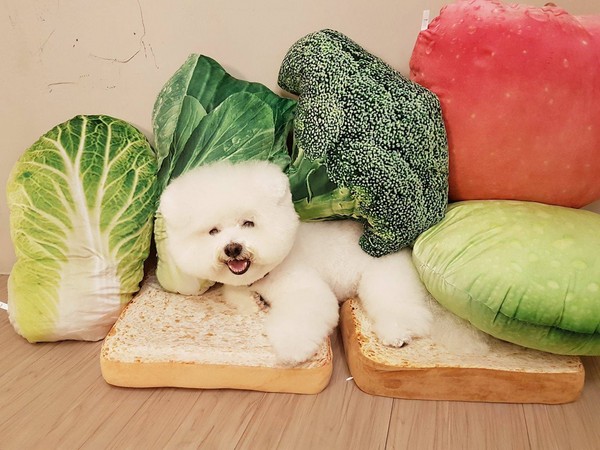 玩上癮？蔡依林再次將愛犬扮成三明治超萌