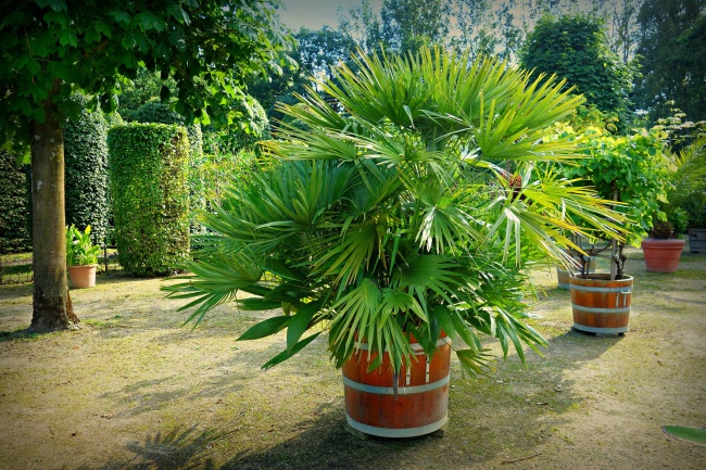 你見過摩洛哥菲斯古城的制革工廠嗎